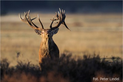 Red Stag - Peter Lindel