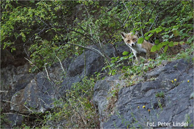 lis skarpa - peter lindel