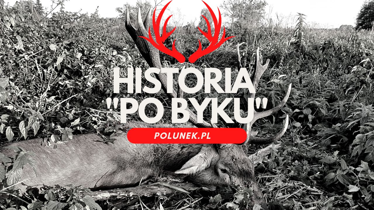 historia po byku