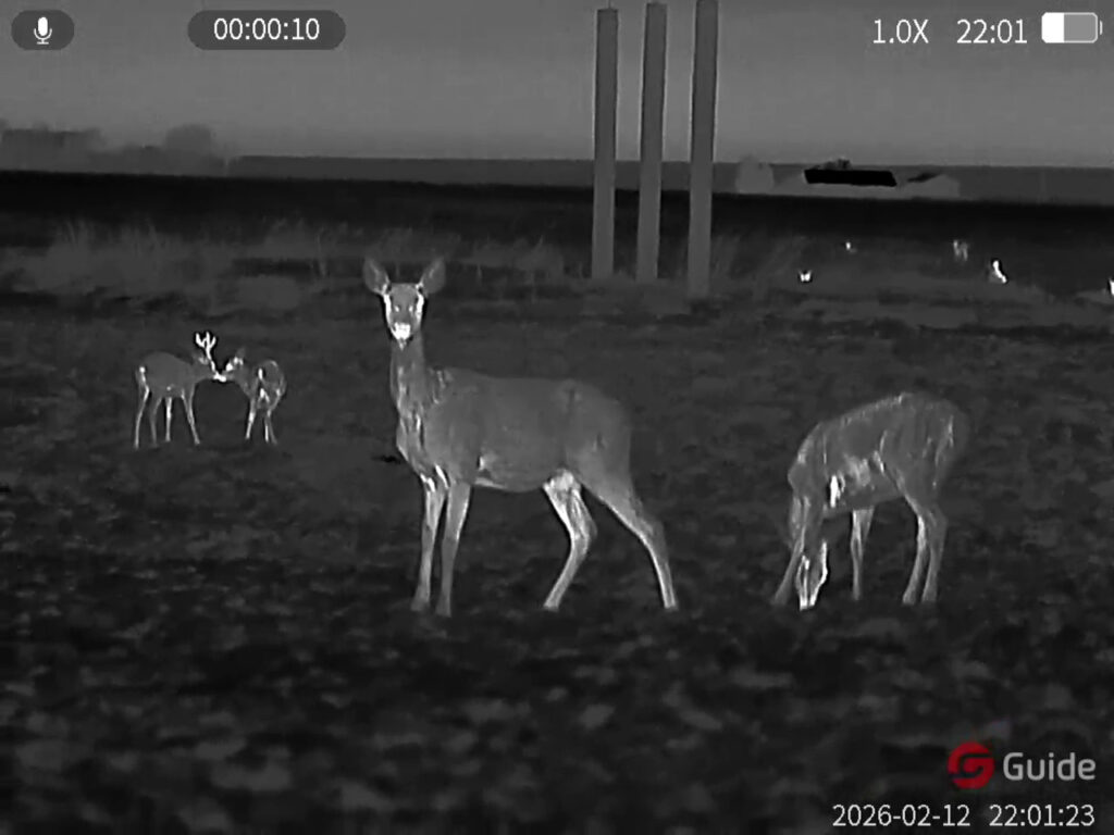 Jelenie i sarny Guide TD653L